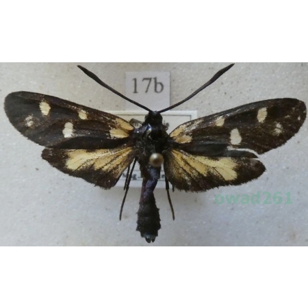 Zygaena transalpina (Esper, 1780) Kraśnik transalpejski Italy17b